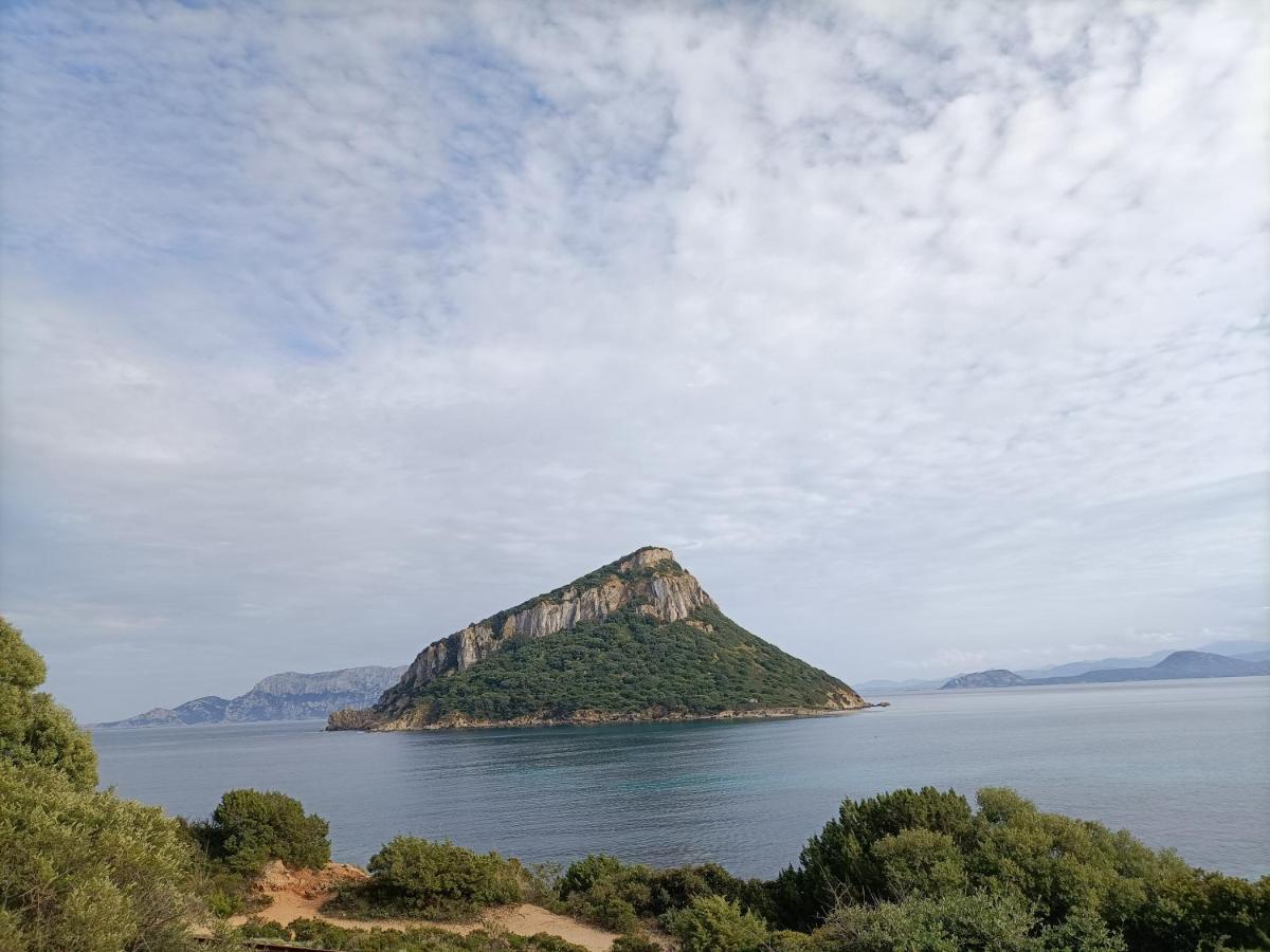 Vgm * Olbia